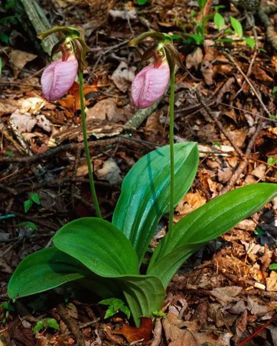 Pair of pink ladyslippers, Cypripedium acaule, DeSoto State Park, Alabama.