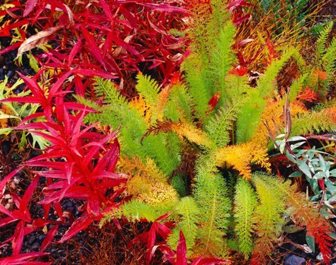 Autumn foliage of Fireweed, Epilobium angustifolium, and Yarrow, Achillea borealis, gravel flood ploain of Rock Creek, Wrangell-St. Elias National Park, Alaska.