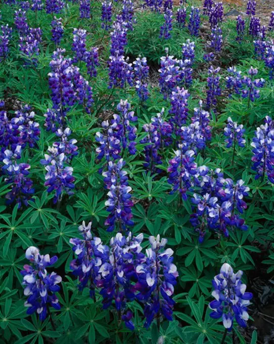 Bed of blooming Arctic Lupine, Lupinus arcticus, foothills of the Alaska Range beyond, Denali National Park, Alaska.