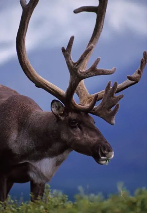 Bull caribou in velvet, Denali National Park, Alaska.