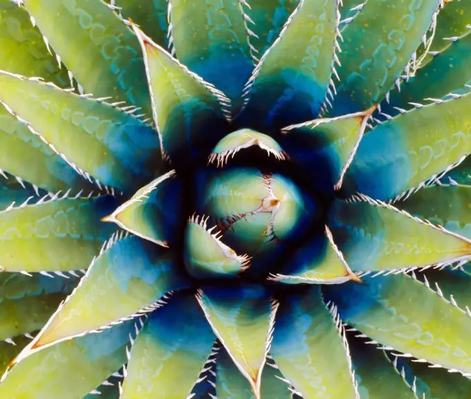 Basal Rosette (Agave kaibabensis) Horseshoe Mesa, Grand Canyon National Park, Arizona