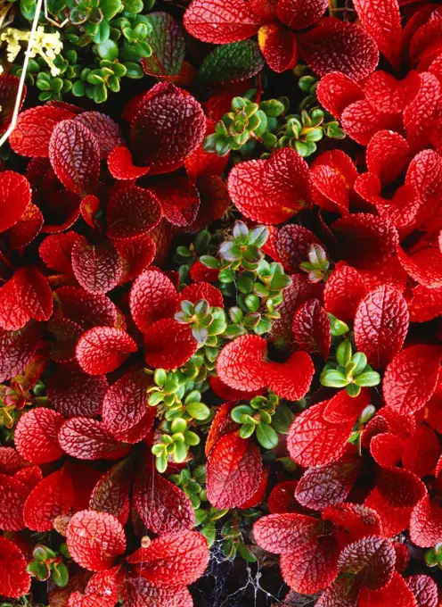 Brilliant red foliage of alpine bearberry, Arctostaphylos alpina, and green leaves of lingonberry, Vaccinium vitis-idaea, autumn, Lake Clark National Park, Alaska.