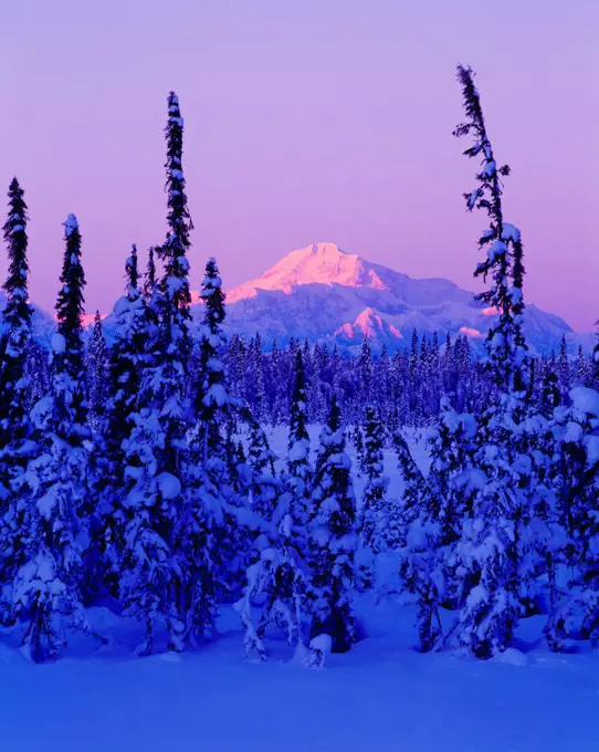 Warm light of a winter sunset on January 1, 2000 illuminating Mount Hunter and Mount McKinley rising beyond snow-covered black spruce forest and muskeg, Petersville Area, Alaska.