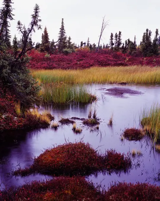 Autumn colors of blueberries and dwarf birch, black spruce muskeg south of Lake Louise, Alaska.