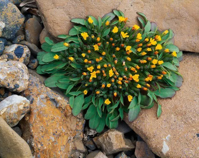 Alpine hawk's beard, Crepis nana, growing among cobbles of a dry stream bed, tributary to the Toklat River, Denali National Park, Alaska.