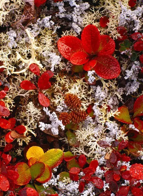 Autumn colors of alpine bearberry, Arctostaphylos alpina, and alpine blueberry, Vaccinium uliginosum, with lichens and alder cones, tundra near Wonder Lake, Denali National Park, Alaska.