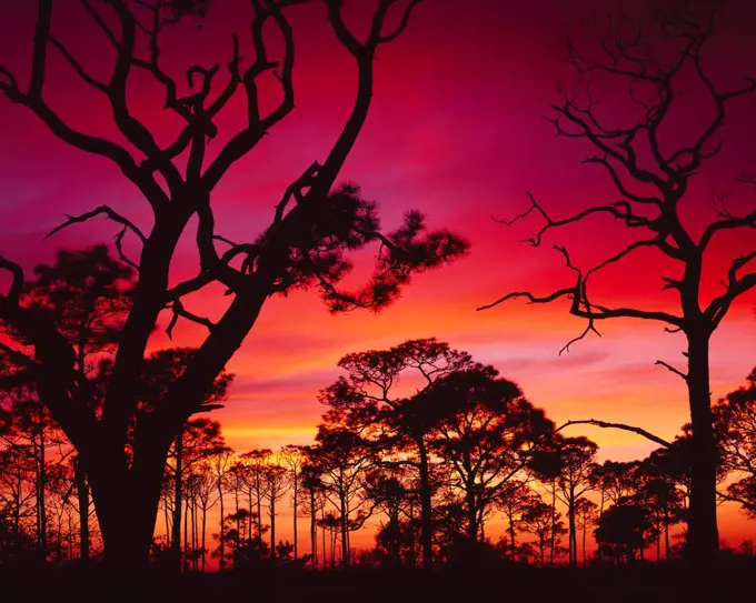 Slash Pines, Pinus elliottii, silhouetted at sunset, St. George Island, St. George Island State Park, Florida.