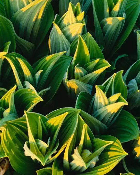 False hellebore (Veratrum viride) blankets alpine tundra above the Tokositna River near Ramsdyke Creek, Denali State Park, Alaska.