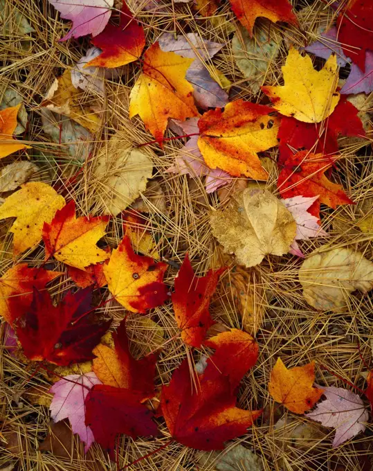 Red maple leaves and white pine needles on forest floor along Cold River, Massachusetts.