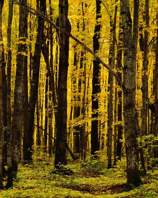 Golden color of Sugar Maple forest in autumn, near Berranger Creek, Ottawa National Forest, Upper Peninsula of Michigan.