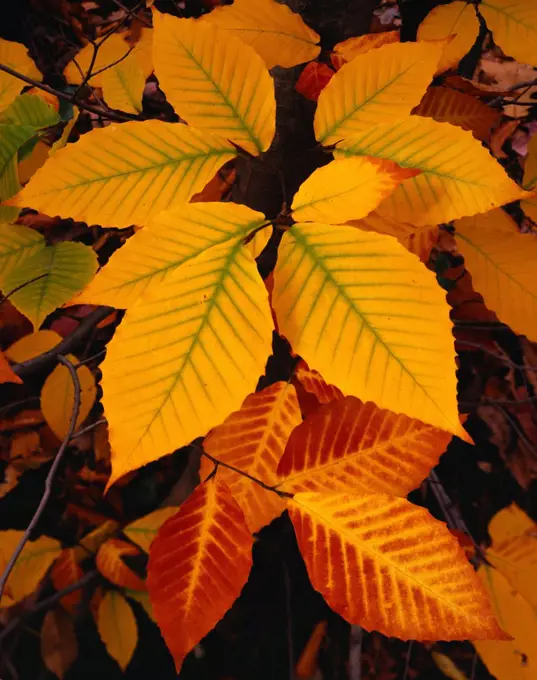 Autumn colors of American Beech, Fagus grandifolia, northern hardwood forest near Clarkston, northern Oakland County, Lower Peninsula of Michigan.