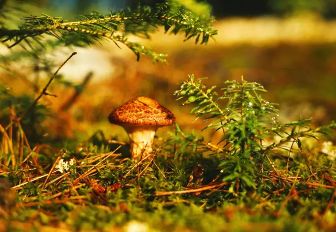 Mushroom growing from sphagnum moss and framed by balsam firs, muskeg, Quetico Provincial Park, Ontario, Canada.