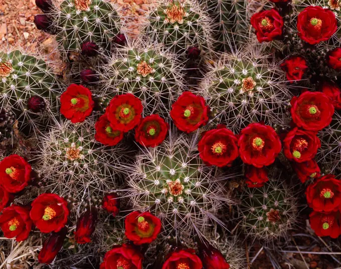 Claret Cup Hedgehog Cactus, Echinocereus triglochidiatus, Zion National Park, Utah.