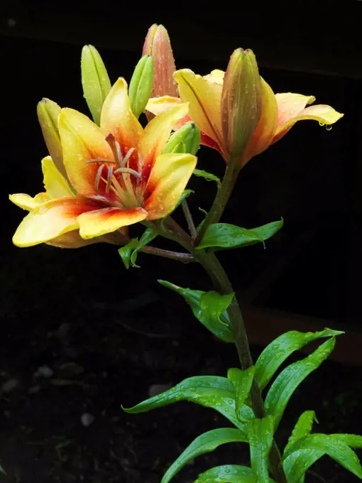 USA, Alaska, Matanuska Valley, Asiatic Lilies blooming