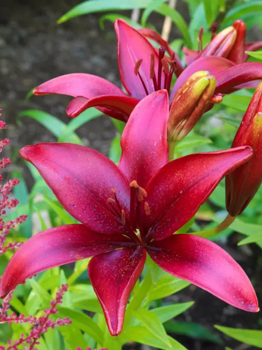 USA, Alaska, Matanuska Valley, Asiatic Lilies blooming