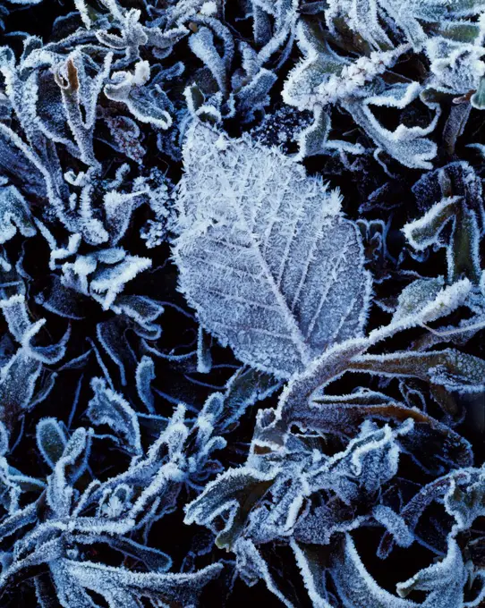 Frosted alder leaf and kelp along the shore of Auke Bay, Tongass National Forest north of Juneau, Alaska.