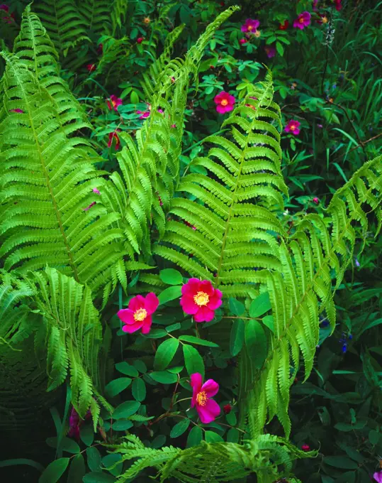 Wild rose, Rosa acicularis, blooming among fronds of ostrich fern, Metteuccia stuthiopteris, along Cottonwood Creek, Matanuska Valley, Alaska.