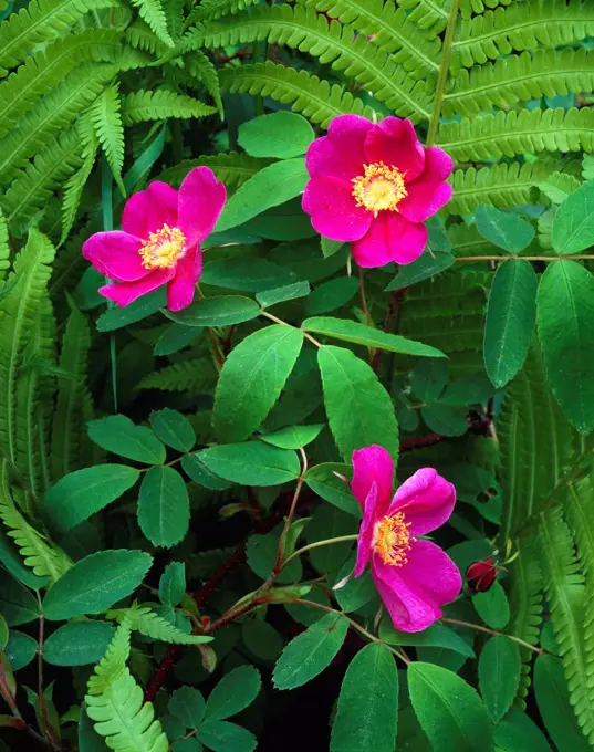 Wild rose, Rosa acicularis, blooming among fronds of ostrich fern, Metteuccia stuthiopteris, along Cottonwood Creek, Matanuska Valley, Alaska.