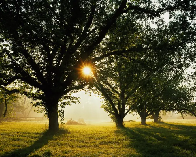 Morning sun shining through Pecans, Carya illinoensis, and fog in Greene County north of Eutaw, Alabama.