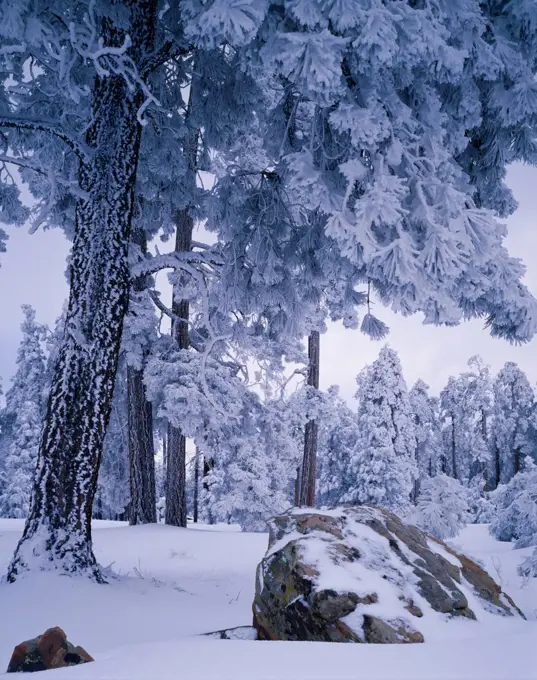 Heavy rime ice coating ponderosa pines, Mogollon Rim, Sitgreaves National Forest, Arizona.