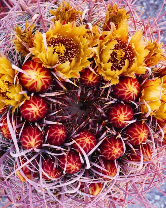 Top of a spring-blooming barrel cactus, Christmas Pass, Cabeza Prieta Mountains, Cabeza Prieta National Wildlife Refuge, Arizona.