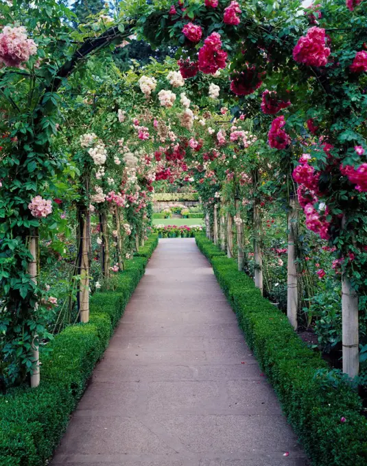 Rose Garden at Butchart Gardens near Victoria, Vancouver Island, British Columbia, Canada.