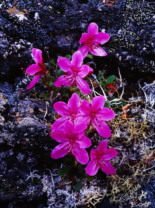 Kamchatka rhododendron, Rhododendron camtschaticum, blooming on lichen-encrusted lava flow below Camille Cone, Bering Land Bridge National Preserve, Alaska.