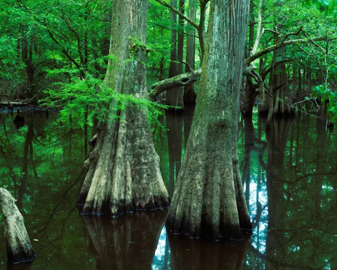 Baldcypress, Taxodium distichum, along Turkey Creek, Turkey Creek Unit, Big Thicket National Preserve, Texas.