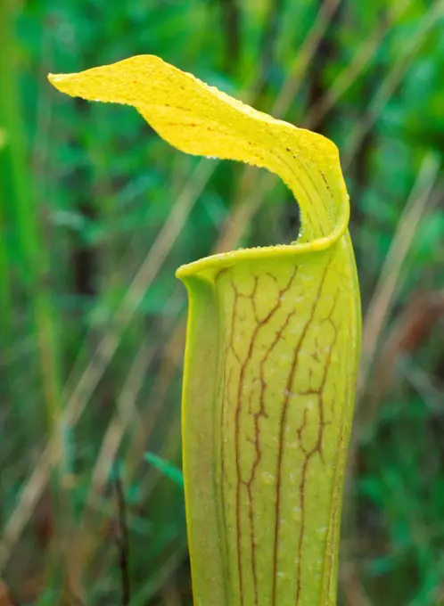 Pitcher Plantt or Yellow Trumpet, Sarracenia alata, carnivorous plant in a wetland savannah, Hickory Creek Unit of Big Thicket National Preserve, Texas.