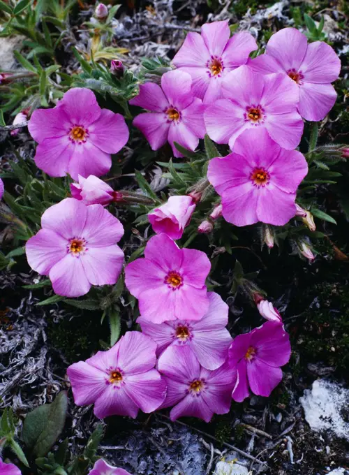 Siberian phlox, Phlox sibirica, blooming on calcareous soil, The Palisades, Ingitkalik Mountain, Cape Krusenstern National Monument, Alaska.