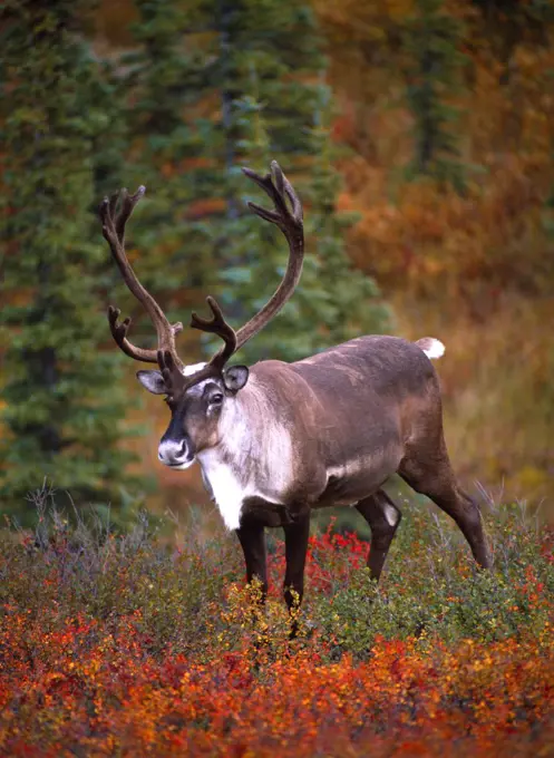 Bull caribou and autumn tundra near Moose Creek, Denali National Park, Alaska.