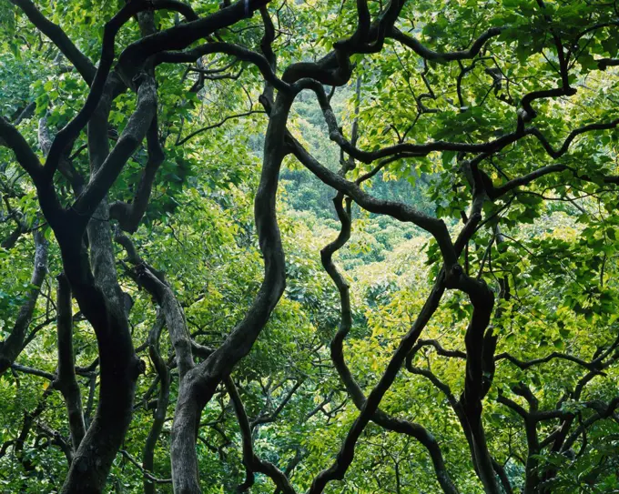 Tropical rain forest near Wailua Falls, Island of Maui, Hawaii.