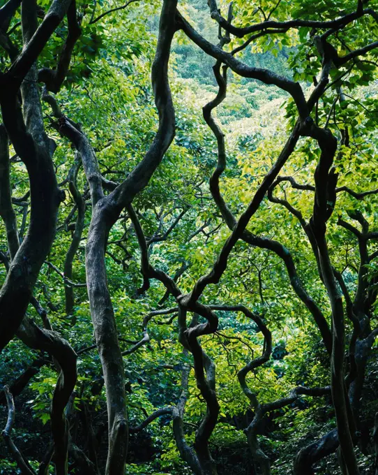 Tropical rain forest near Wailua Falls, Island of Maui, Hawaii.