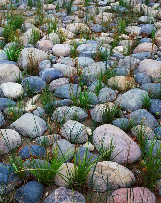 Sedges growing among boulders along the shore of Lake Huron at Negwegon State Park, Michigan.