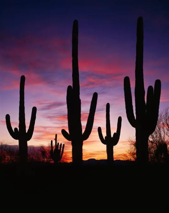 Saguaros, Cereus giganteus, silhouetted in dawn's light, Antelope Hills, Cabeza Prieta National Wildlife Refuge, Arizona.