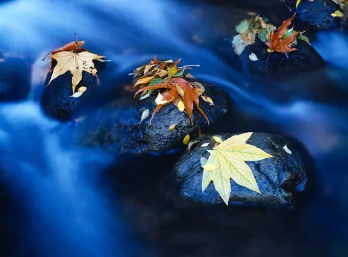 Sycamore leaves on the bed of West Clear Creek in autumn, West Clear Creek Wilderness, Coconino National Forest, Arizona.