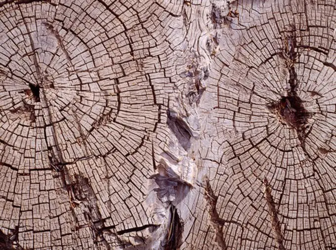 Weathered pattern of Ponderosa Pine stump in Boynton Canyon, Red Rock Secret Mountain Wilderness, Coconino National Forest, Arizona.