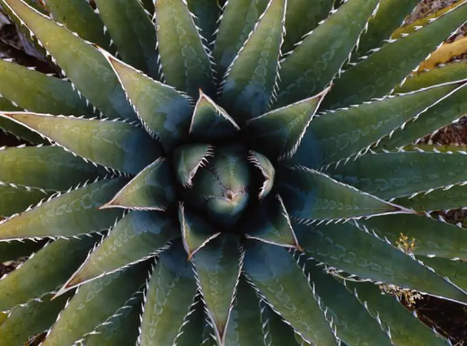 Basal rosette of Kaibab century-plant, Agave kaibabensis, Horseshoe Mesa, Grand Canyon National Park, Arizona.