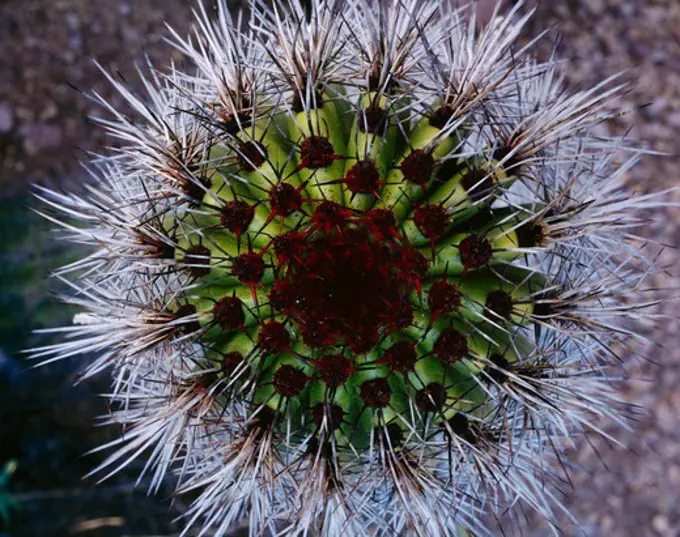 Top of a young organ pipe cactus, Cereus thunberi, Organ Pipe Cactus National Monument, Arizona.