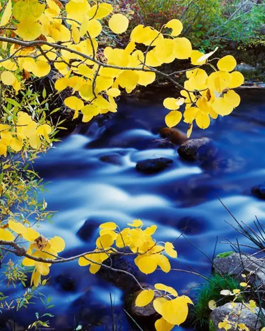 Quaking Aspen growing next to Mill Creek as it flows toward Mono Lake, Lundy Canyon, Inyo National Forest, California.