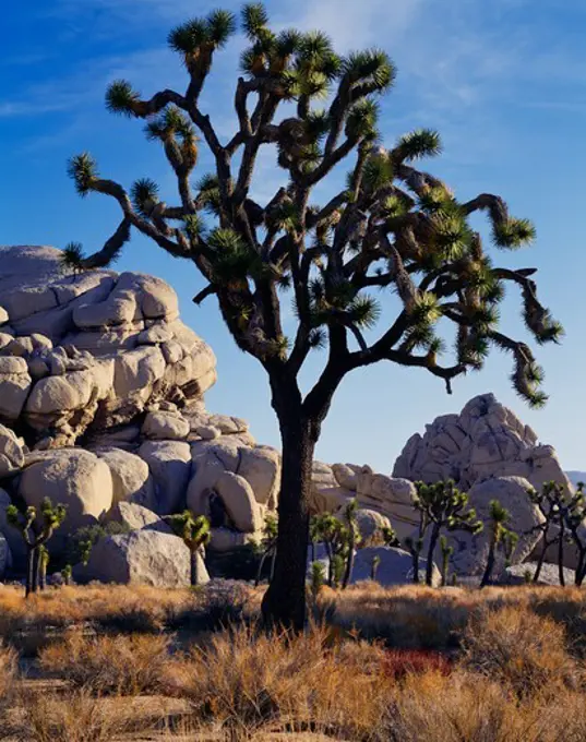 Joshua Trees, Yucca brevifolia, and granite monoliths near Hidden Valley, Joshua Tree National Park, California.