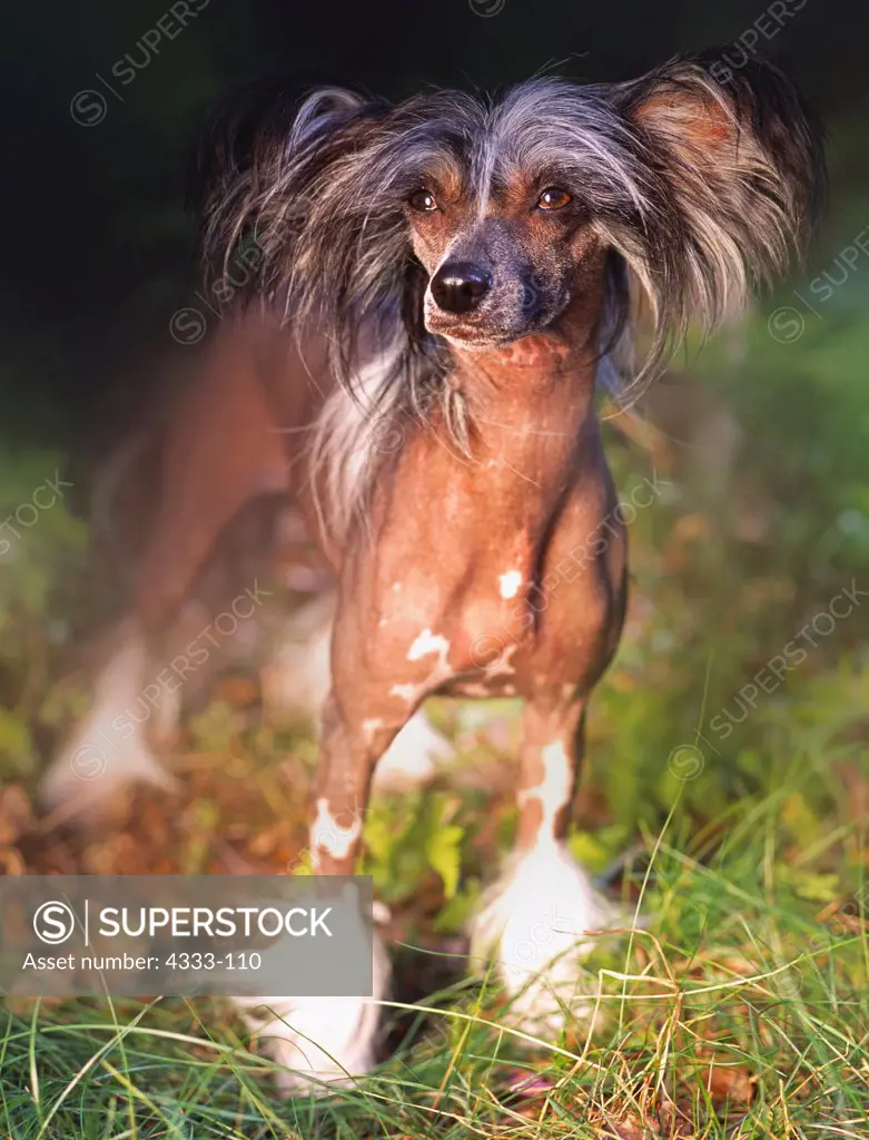 Chinese sale crested akc