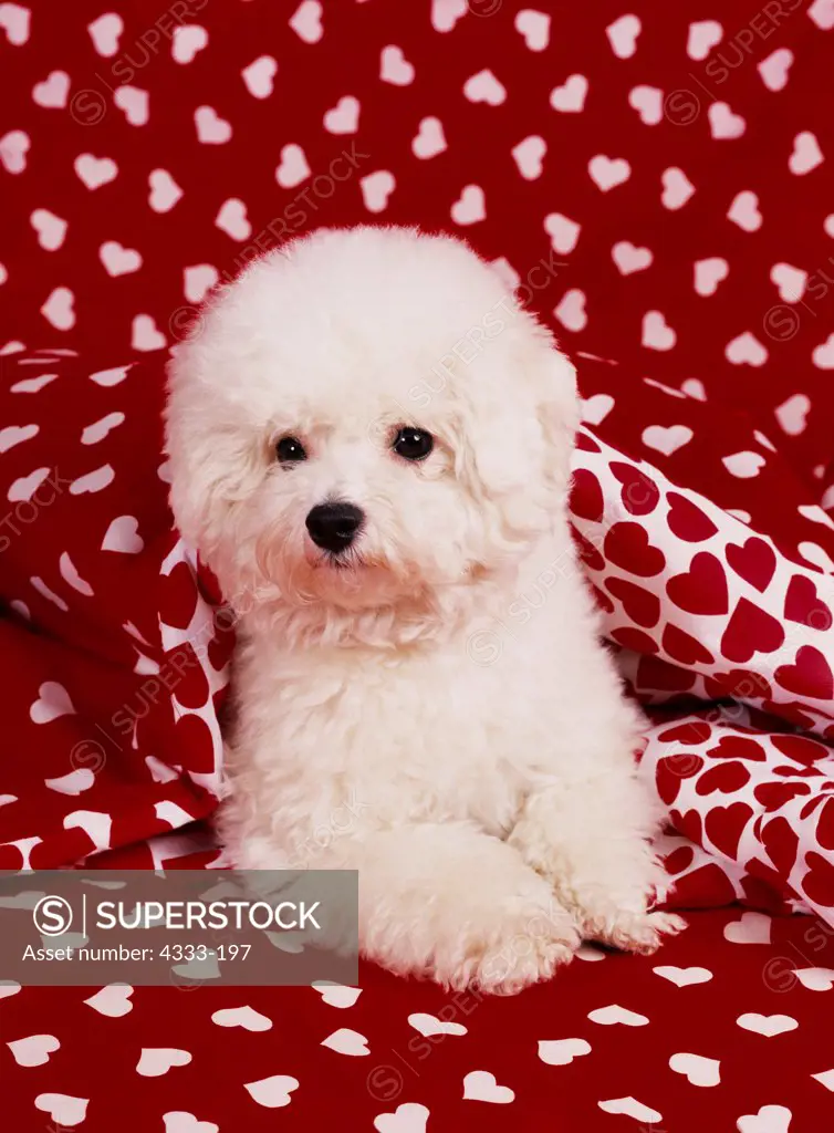 Bichon Frise, AKC, 1 1/2-year-old 'April' photographed at Randi's studio and owned by Don King of Anchorage, Alaska.