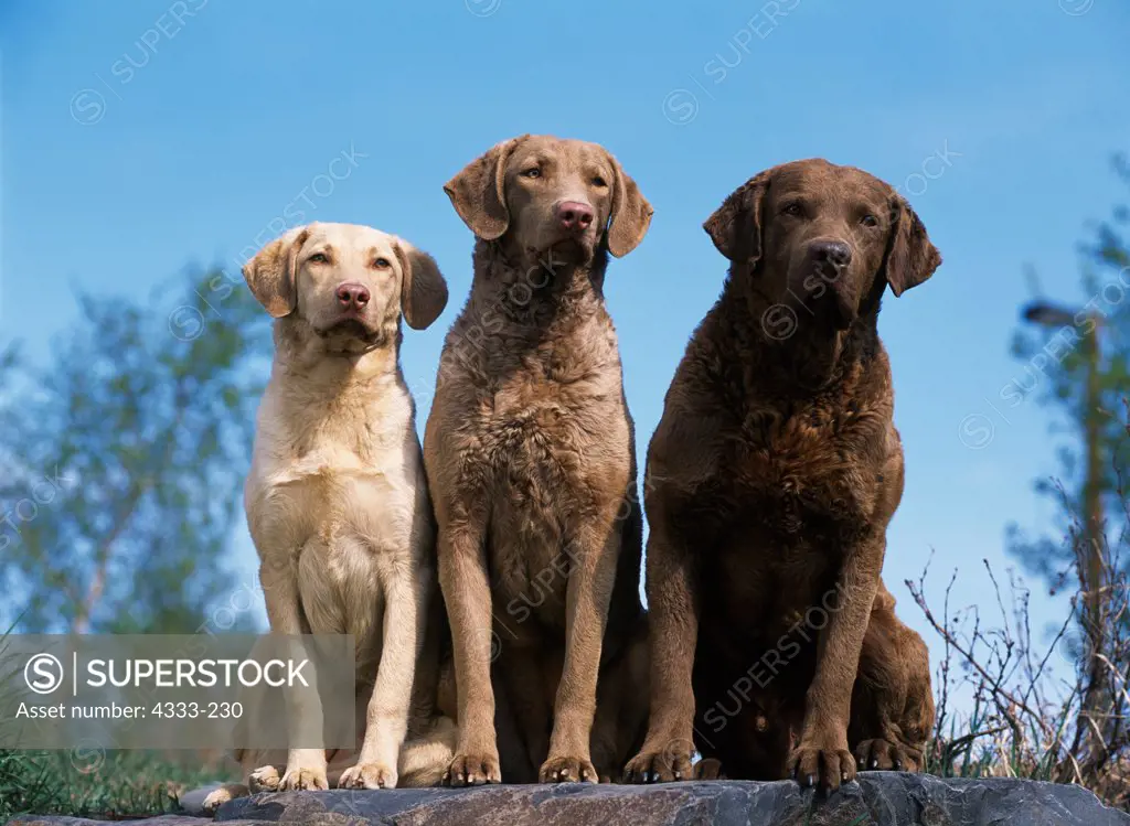 Akc chesapeake store bay retriever puppies