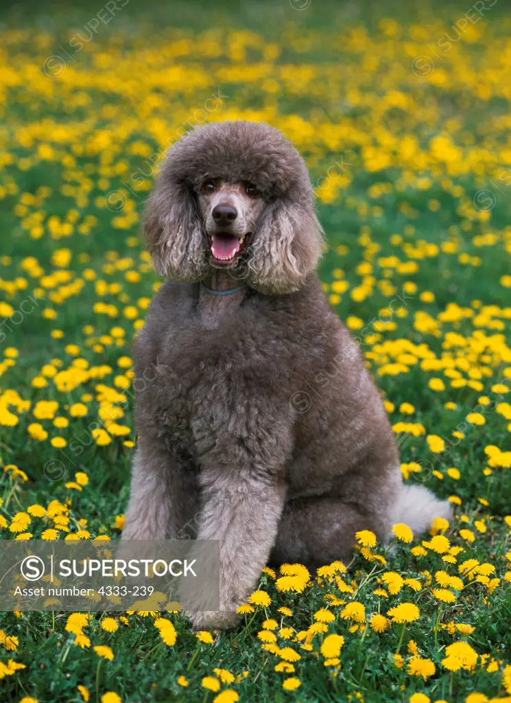 1 year old standard hot sale poodle