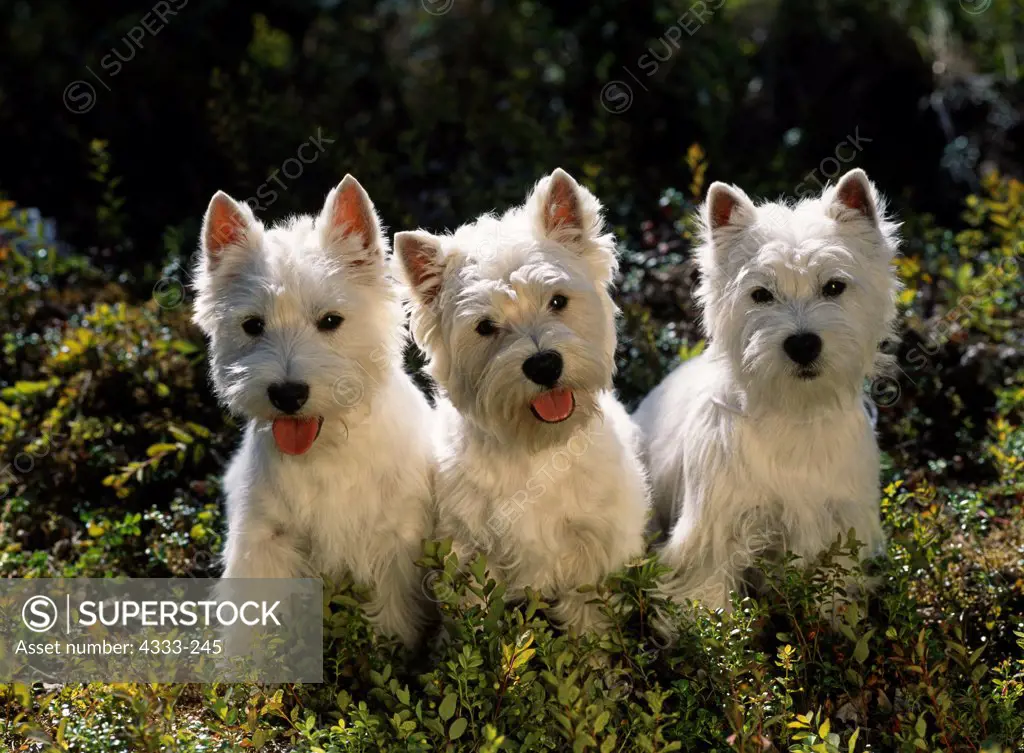 Akc west 2024 highland terrier