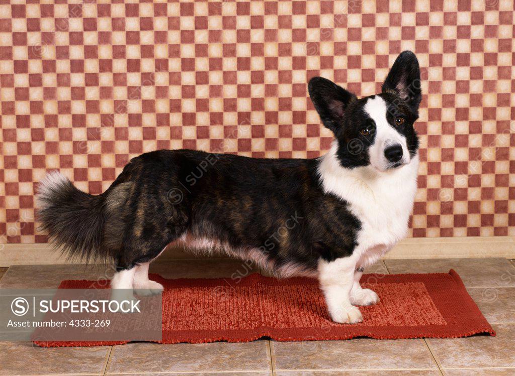 Chapman Puzzle - Cardigan Welsh Corgi