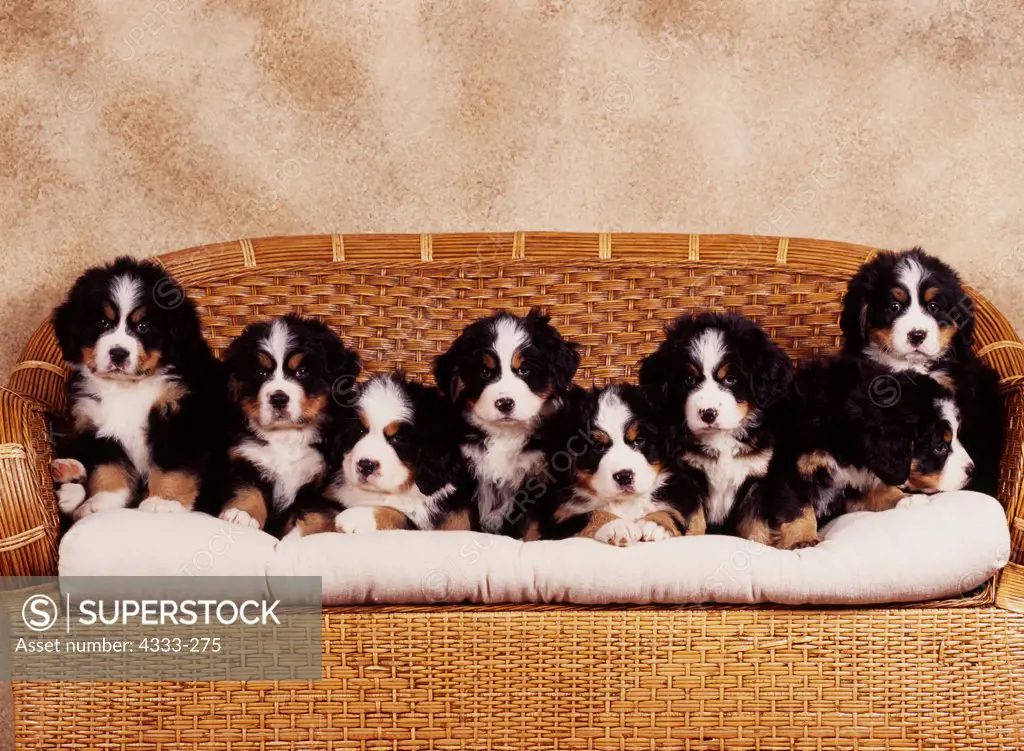 6 week old bernese mountain sale dog