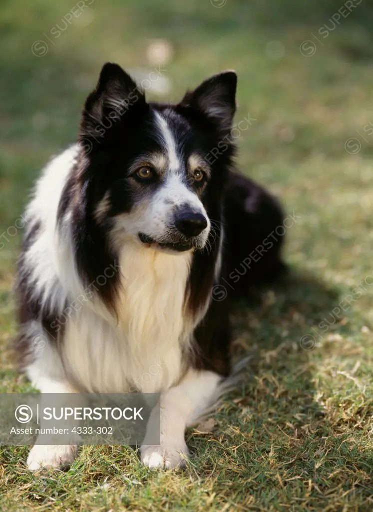 Border Collie, AKC, 7-year-old 'Scotty' photographed in Phoenix, Arizona and owned by Jeanne Brown of Flagstaff, Arizona.