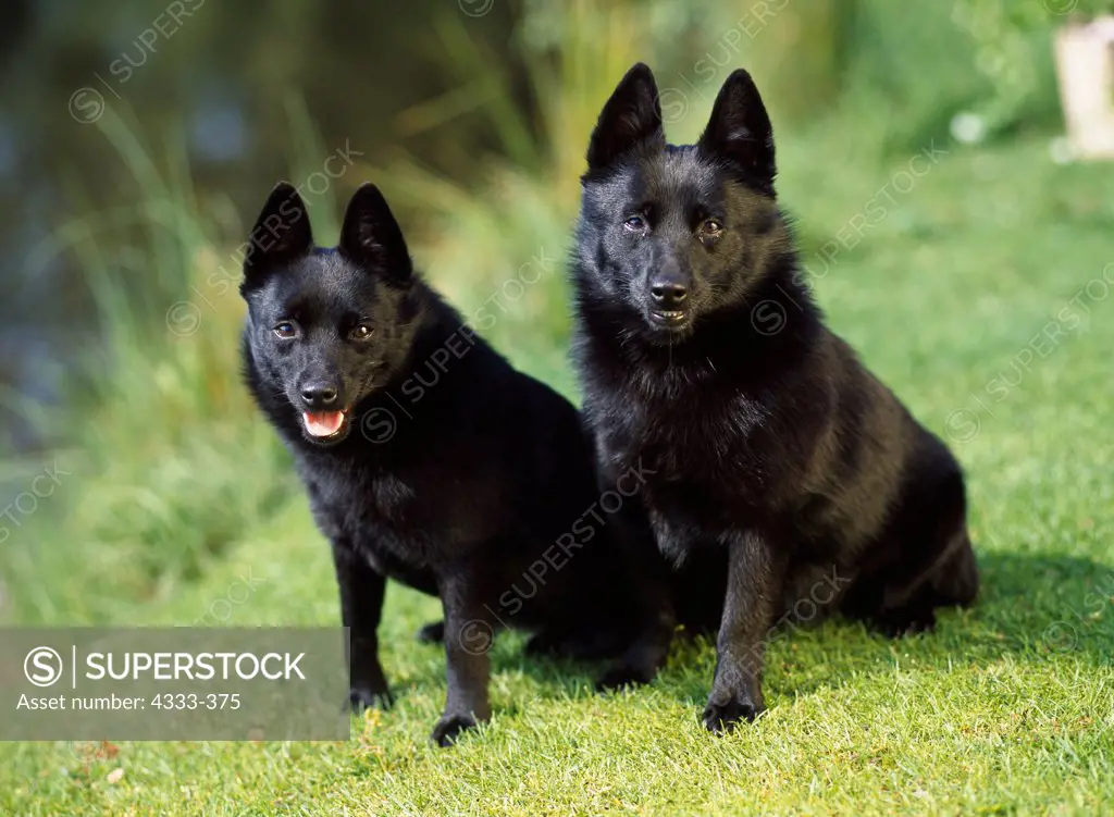 Akc schipperke sales